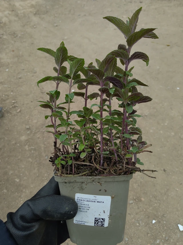 Menthe chocolat - 13. 5. 2026