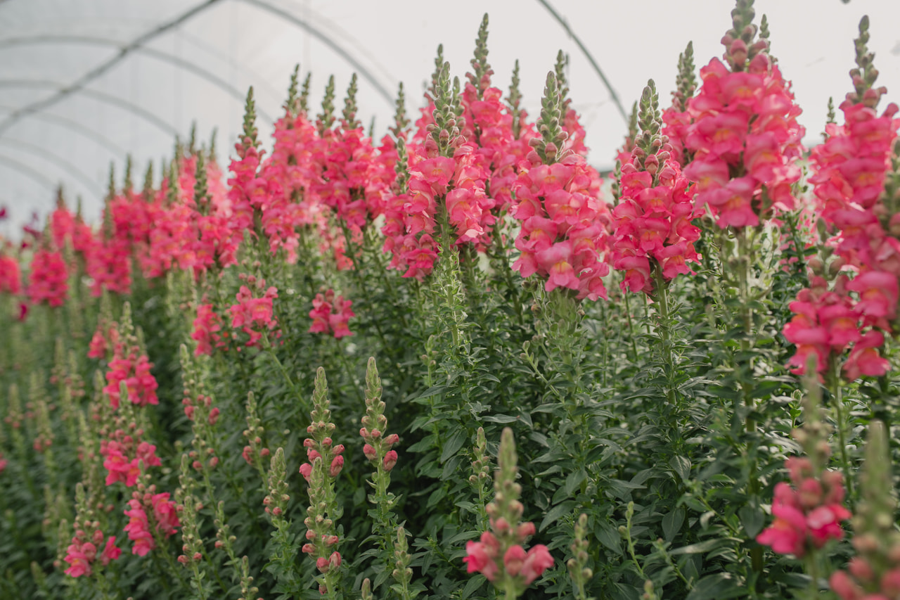 Leijonankita Potomac Rose, Loukykvět