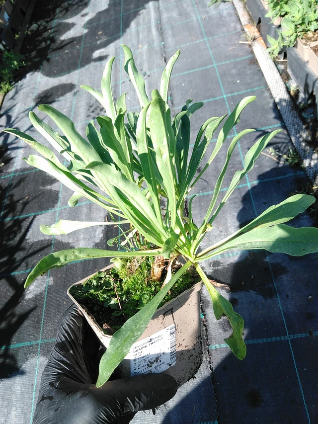 Partapipo Twizzle Blue - 19. 8. 2025