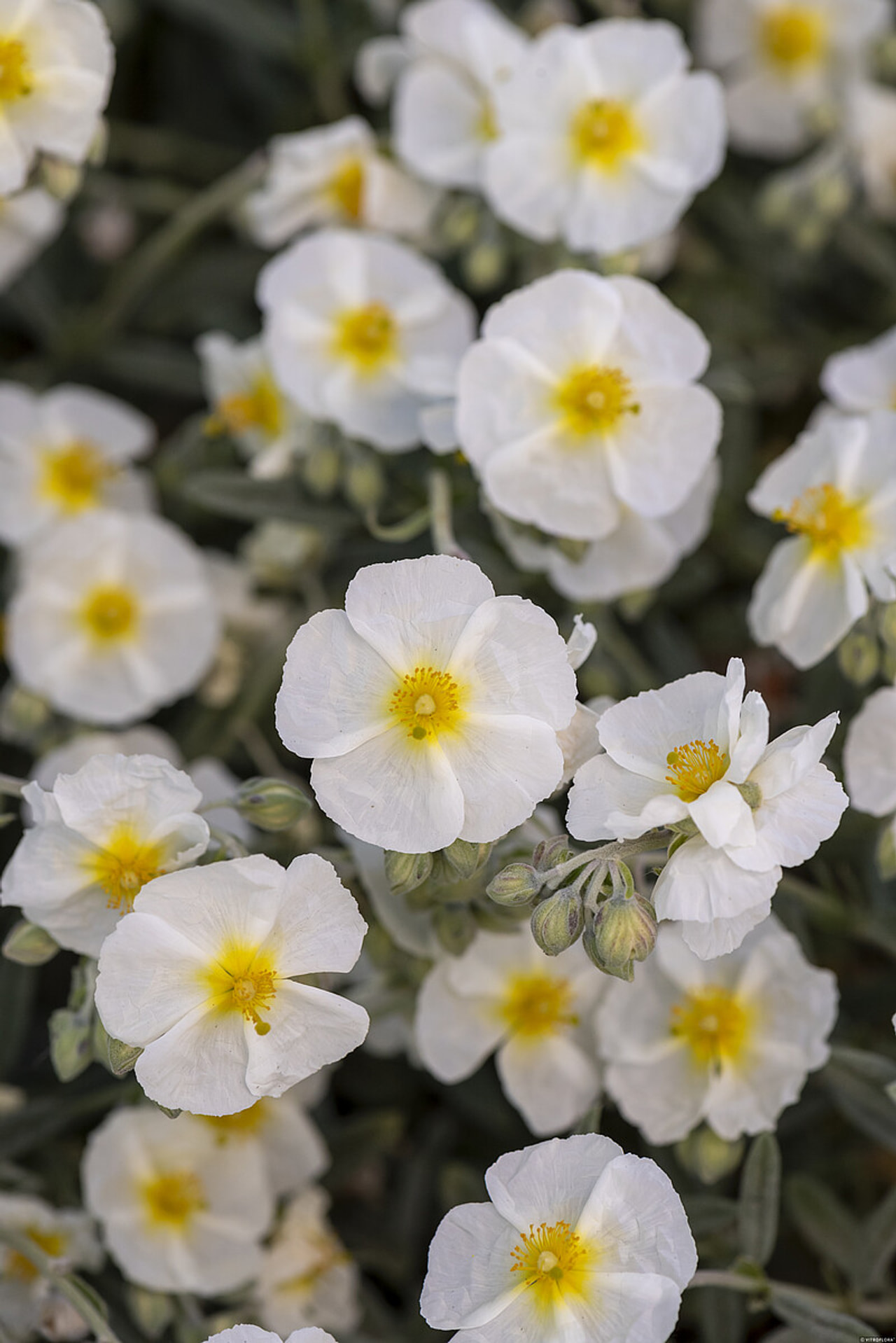 Päivännouto The Bride, Loukykvět