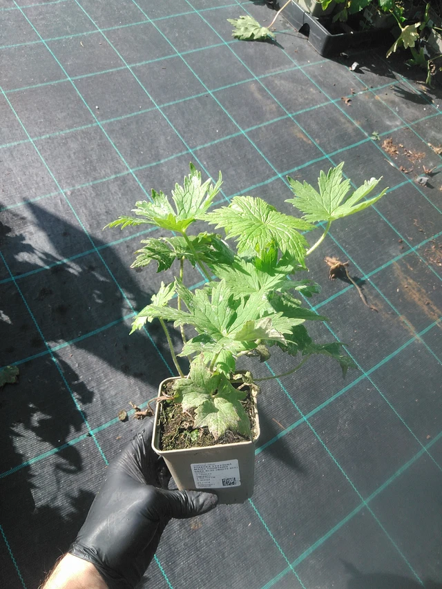 Espuela de caballero Magic Fountains Dark Blue (White Bee) - 13. 10. 2025