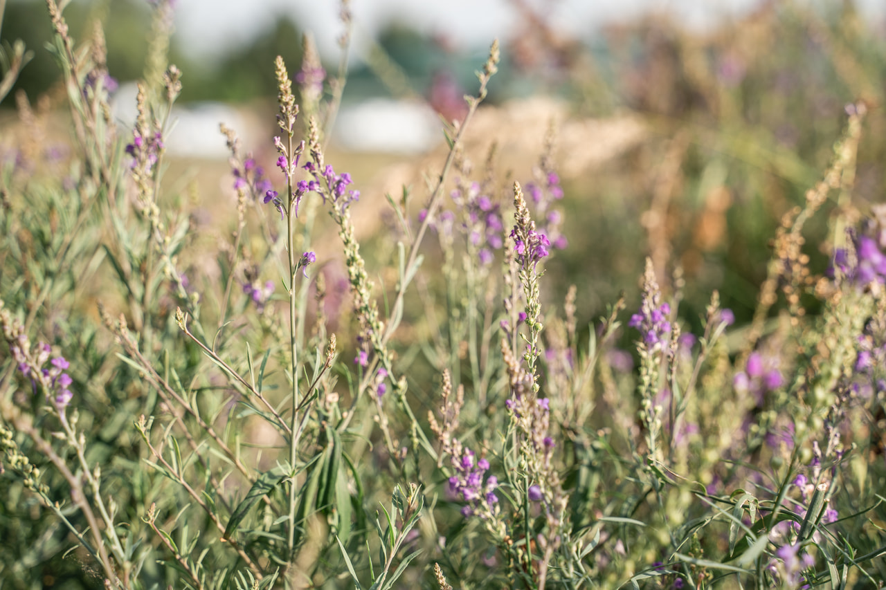 Linaria purpurea, Loukykvět