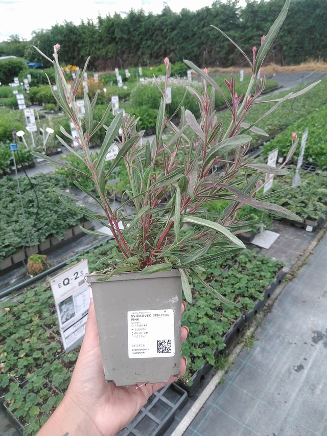 Gaura Siskiyou Pink - 3. 6. 2026