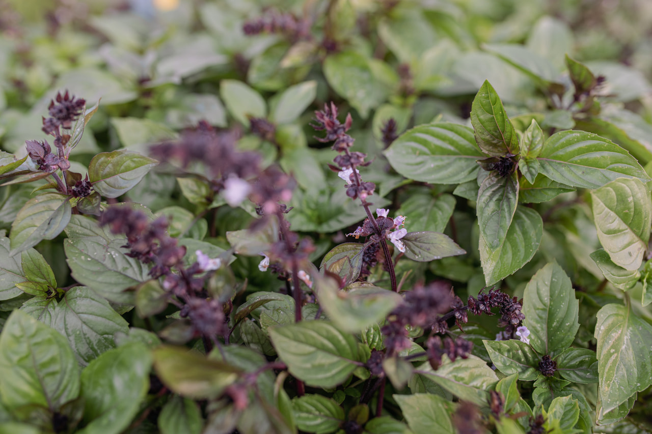 Basilika Cinamonette, Loukykvět
