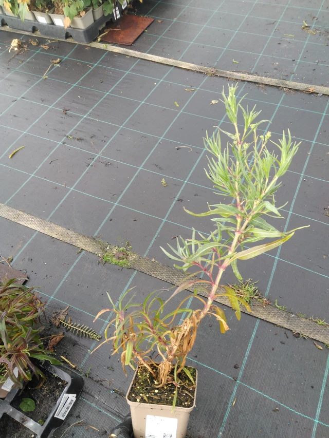 Morsiusharso Flamingo - 23. 10. 2025