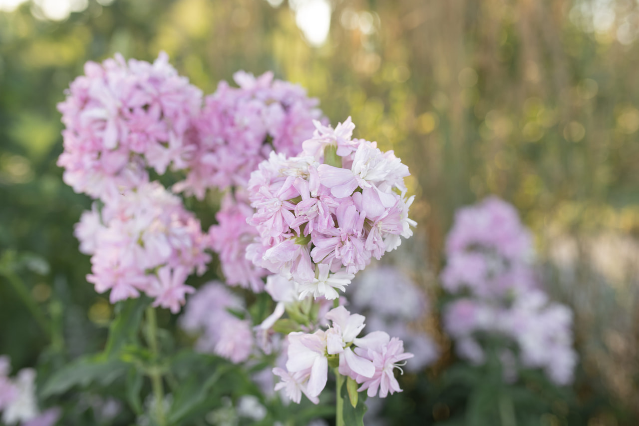 Rohtosuopayrtti Rosea Plena, Loukykvět