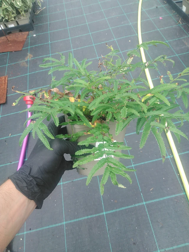 Krvavec Lum - 10. 9. 2025