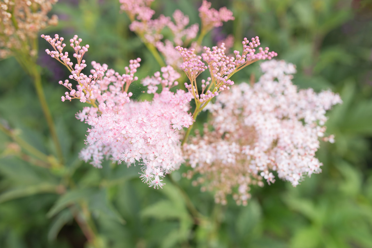 Preeria-angervo Venusta, Loukykvět