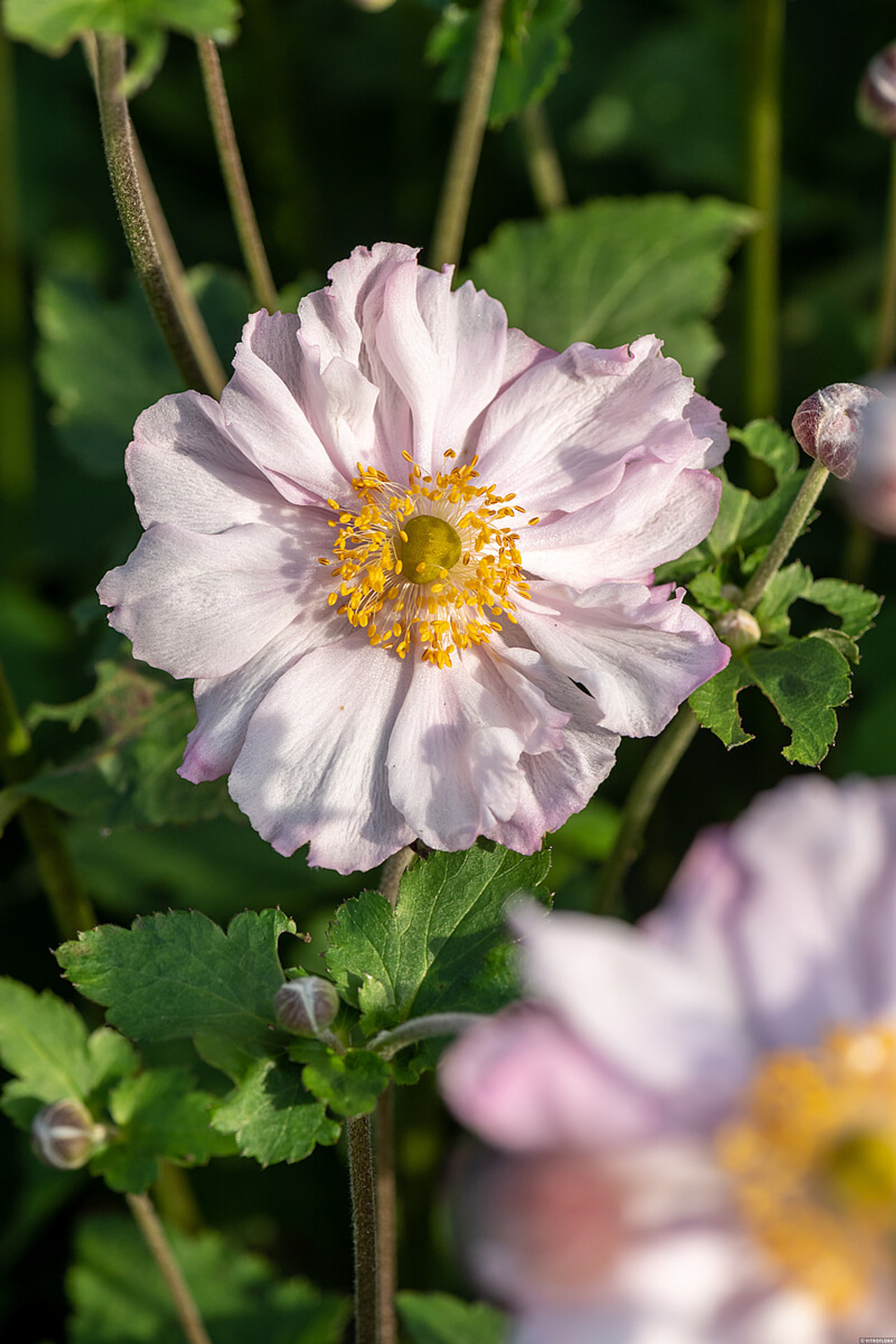 Syysvuokko Königin Charlotte, Loukykvět