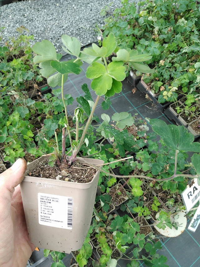 Lehtoakileija Blue Barlow - 9. 6. 2025