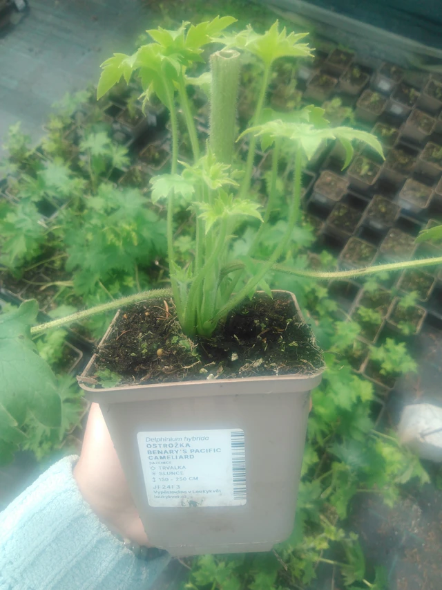 Espuela de caballero Benary’s Pacific Cameliard - 2024