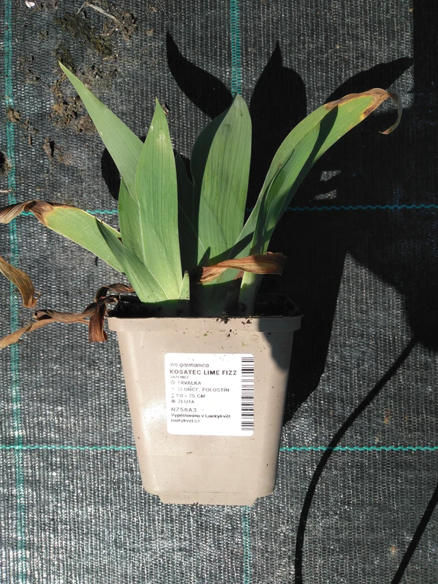 Kurjenmiekka Lime Fizz - 3. 4. 2025