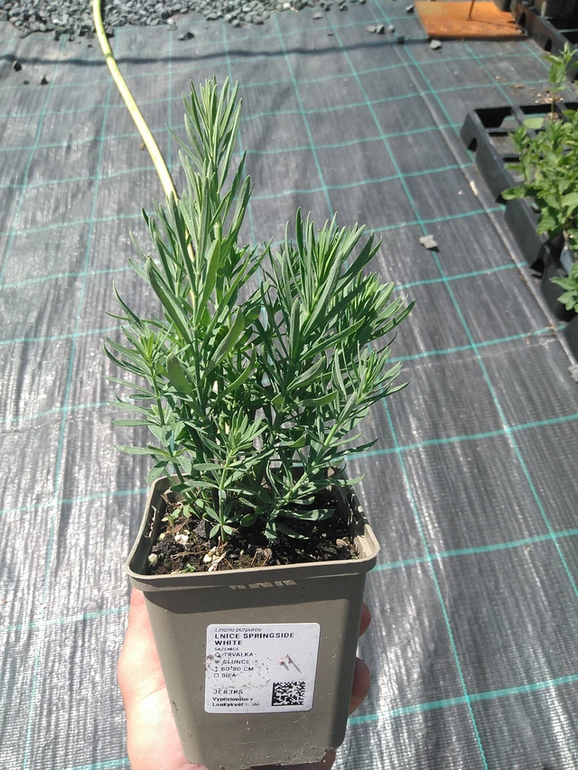 Linaria Springside White - 24. 6. 2025