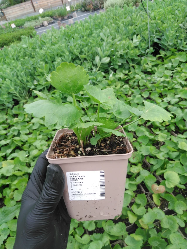 Sidalcea Brilliant - 2024