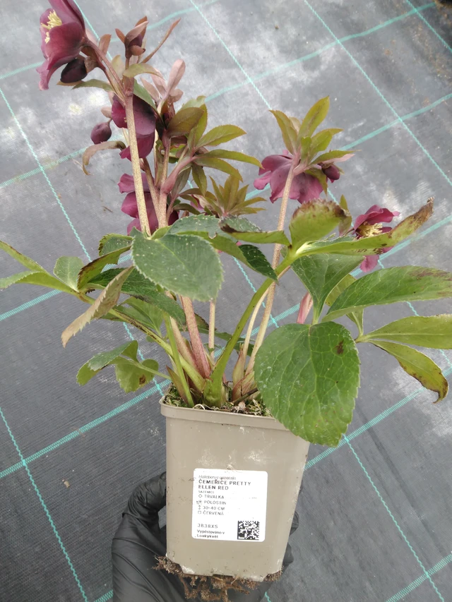 Jouluruusu Pretty Ellen Red - 1. 4. 2026