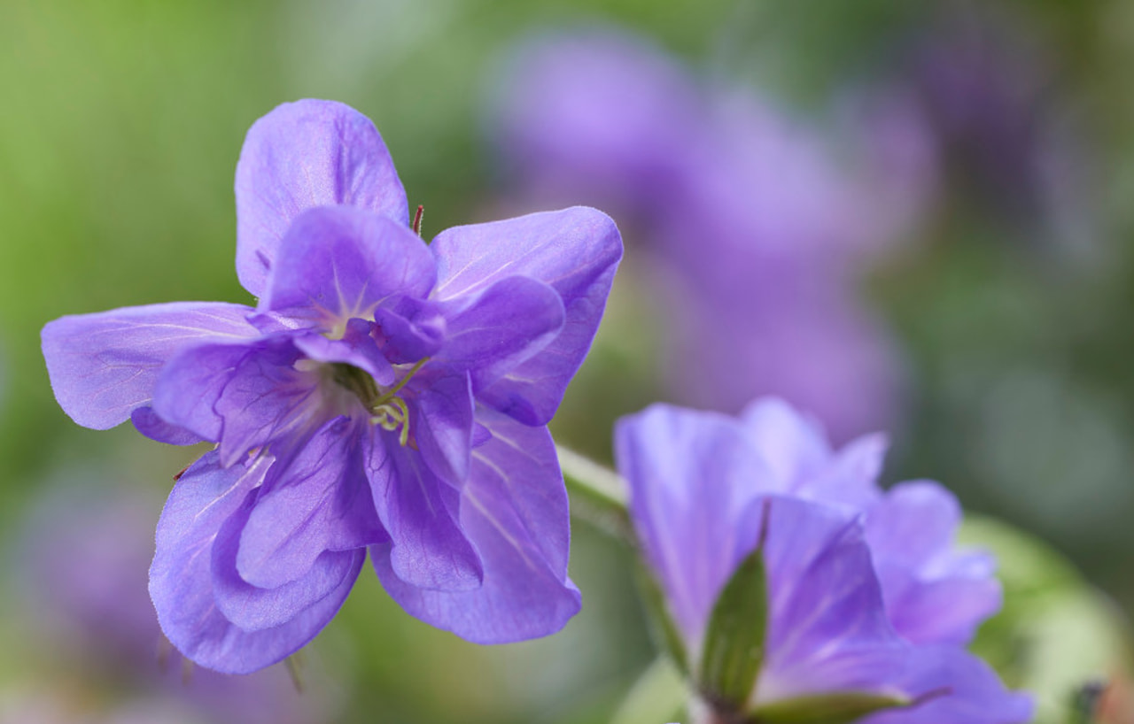 Kurjenpolvi Azure Skies, Loukykvět
