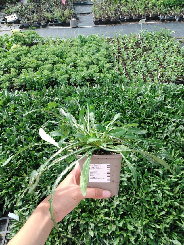 Kesäkynttilä Summer Breeze - 2024