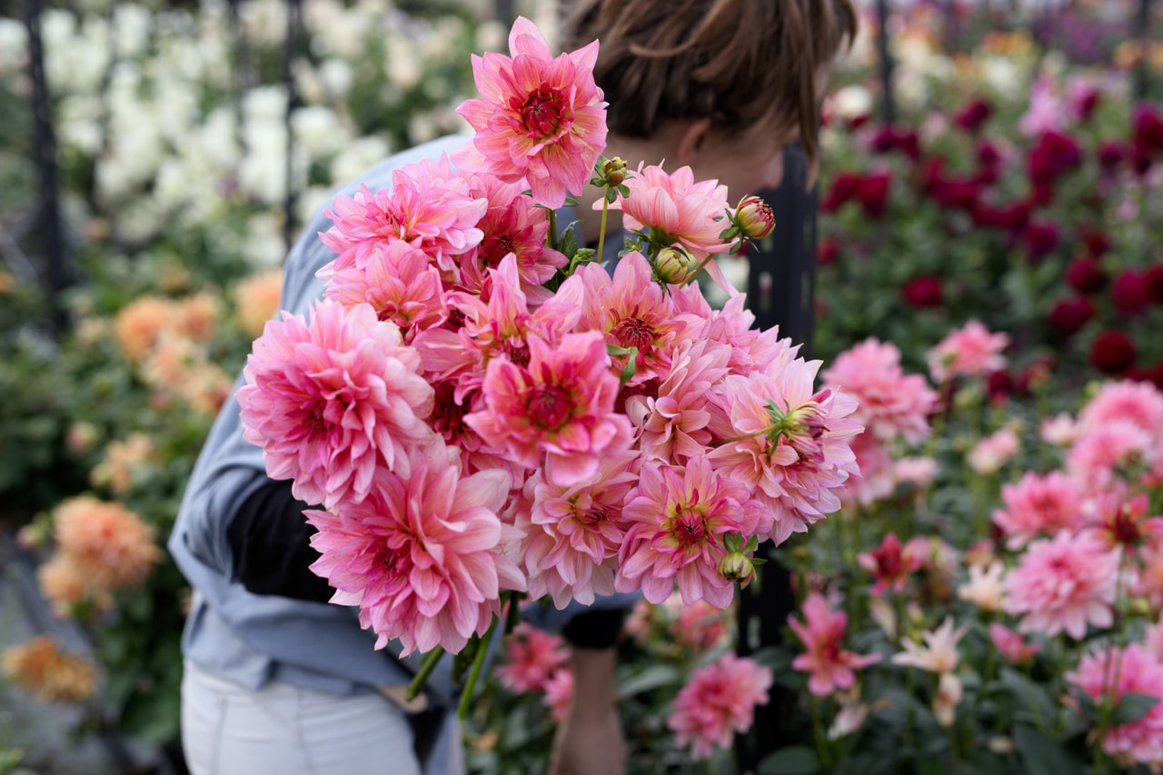 Daalia Souvenir, Loukykvět