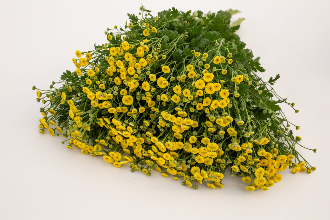 Matricaria Victory Double Yellow, Loukykvět