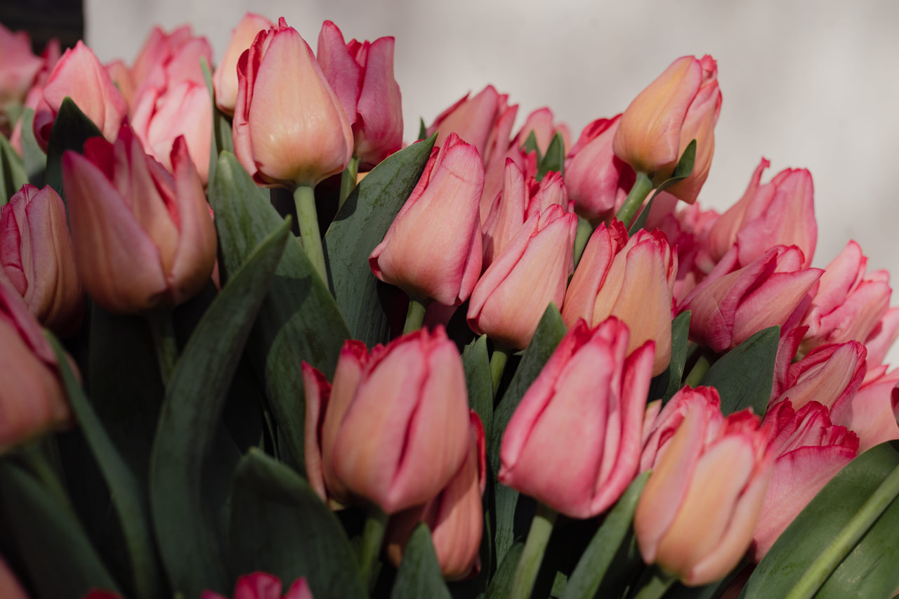 Tulppaani Lydia, Loukykvět