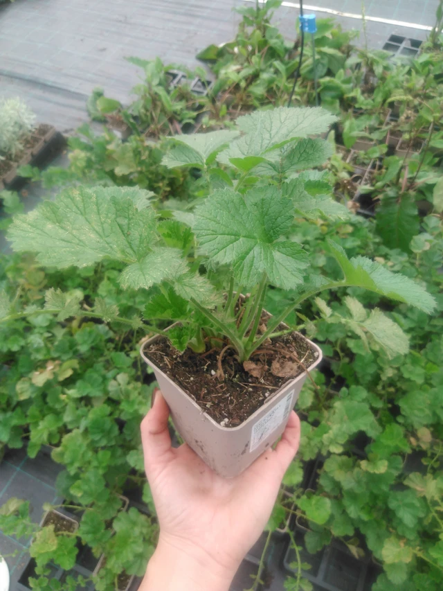 Kellukka Totally Tangerine - 2024