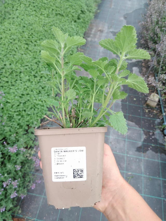 Kissanminttu Walker’s Low - 10. 9. 2025