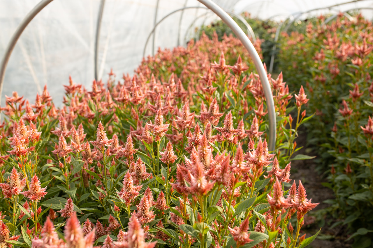 Kukonharja Celway Salmon, Loukykvět