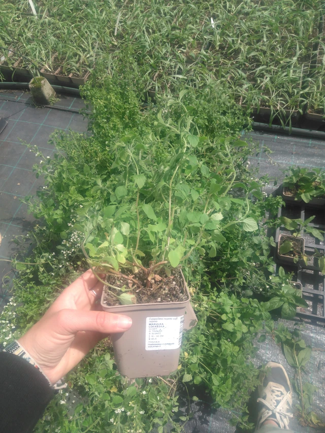 Kivikkokäenminttu - 2024