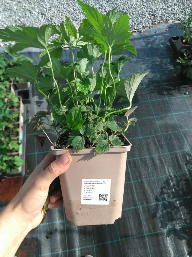 Syysvuokko Praecox - 11. 7. 2025