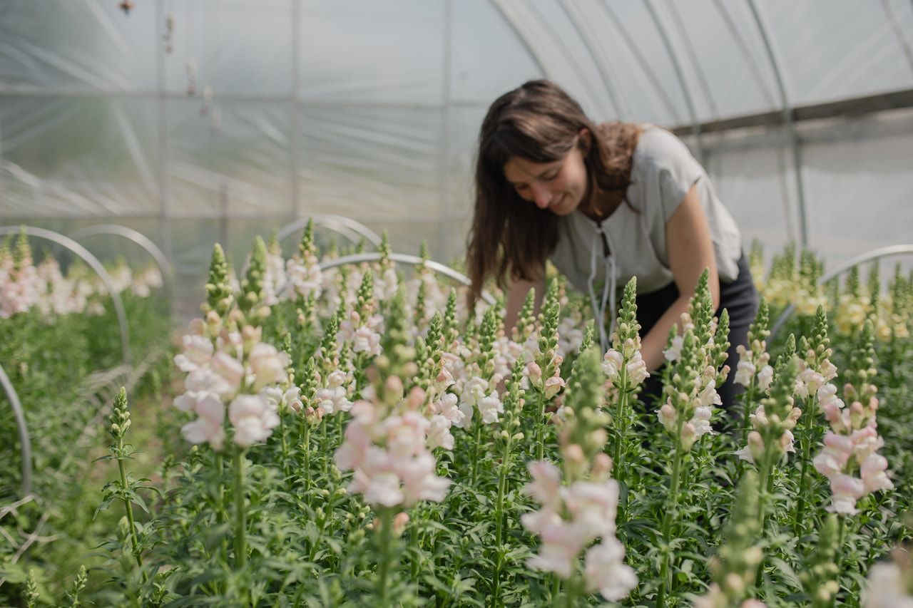 Leijonankita Costa Silver, Loukykvět