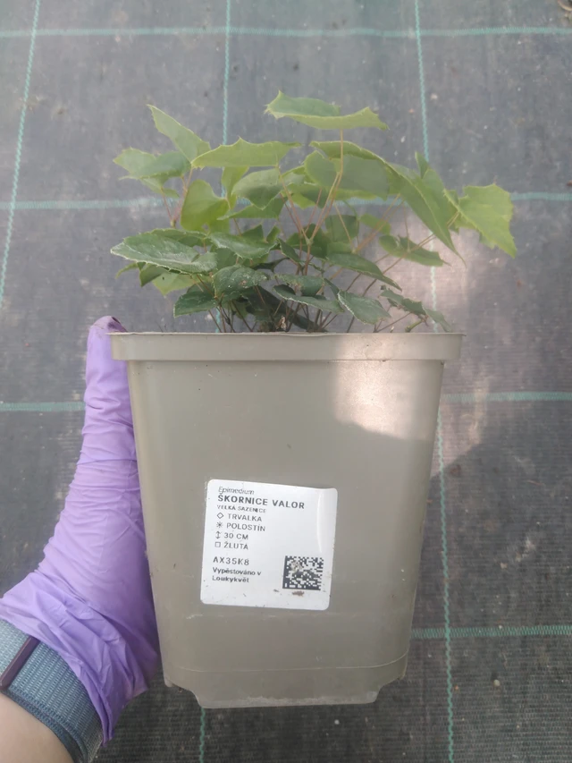 Epimedium Valor - 10. 7. 2025