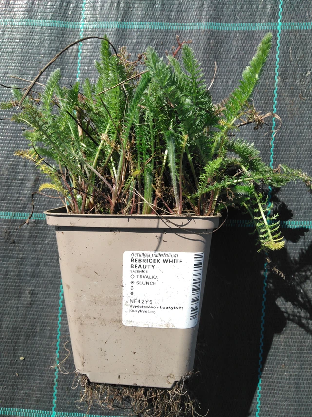 Siankärsämö White Beauty - 3. 4. 2025