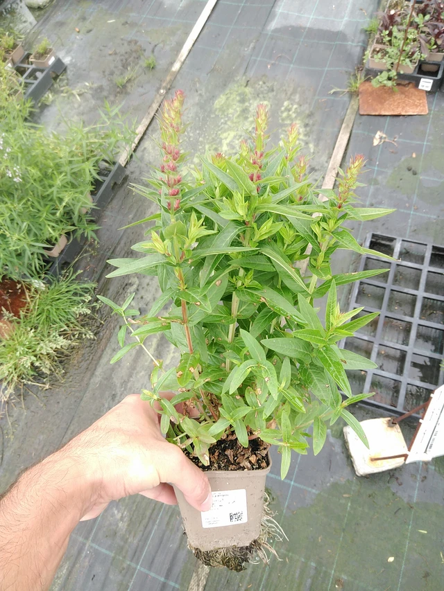 Rantakukka Robin - 21. 7. 2025