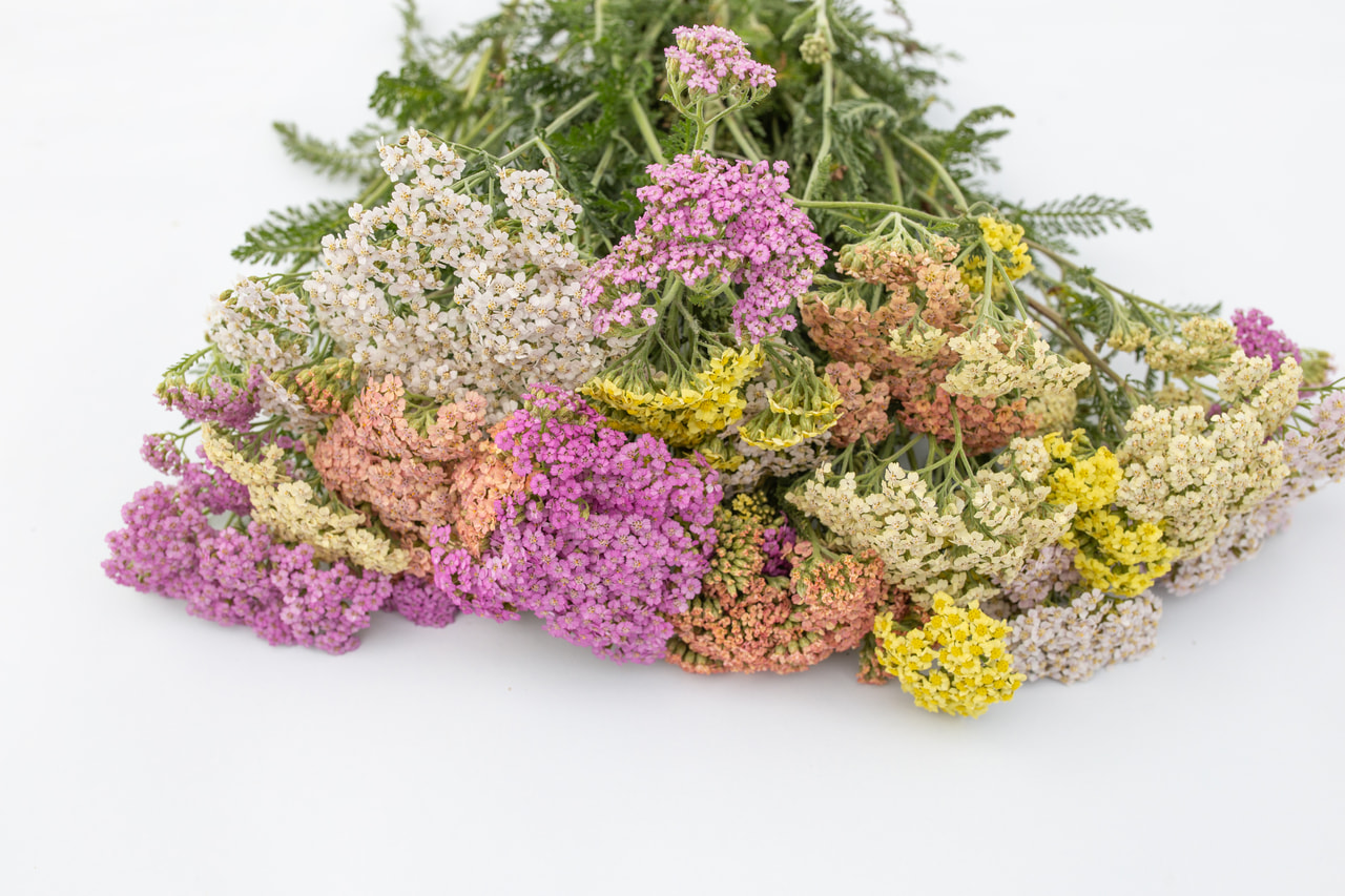 Siankärsämö Summer Pastels, Loukykvět