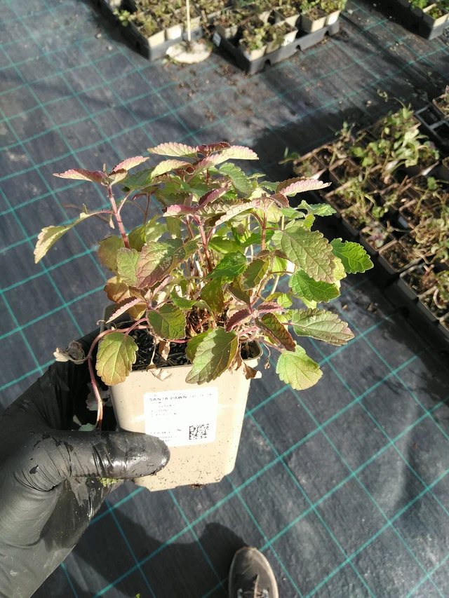 Kissanminttu Dawn to Dusk - 31. 10. 2025