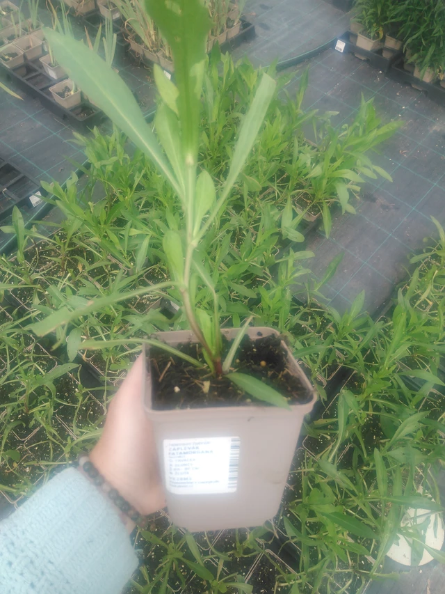 Hohdekukka Fatamorgana - 2024