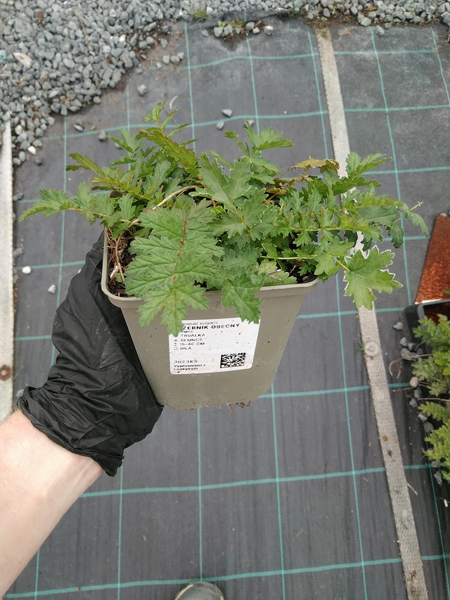 Reina de los prados - 10. 9. 2025