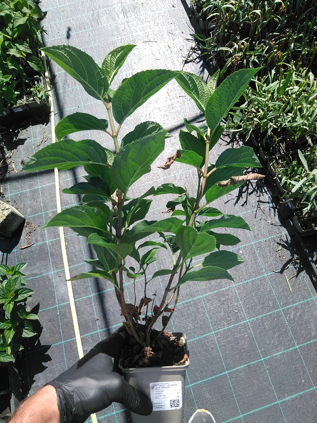 Hortenzie latnatá Silver Dollar - 19. 8. 2025