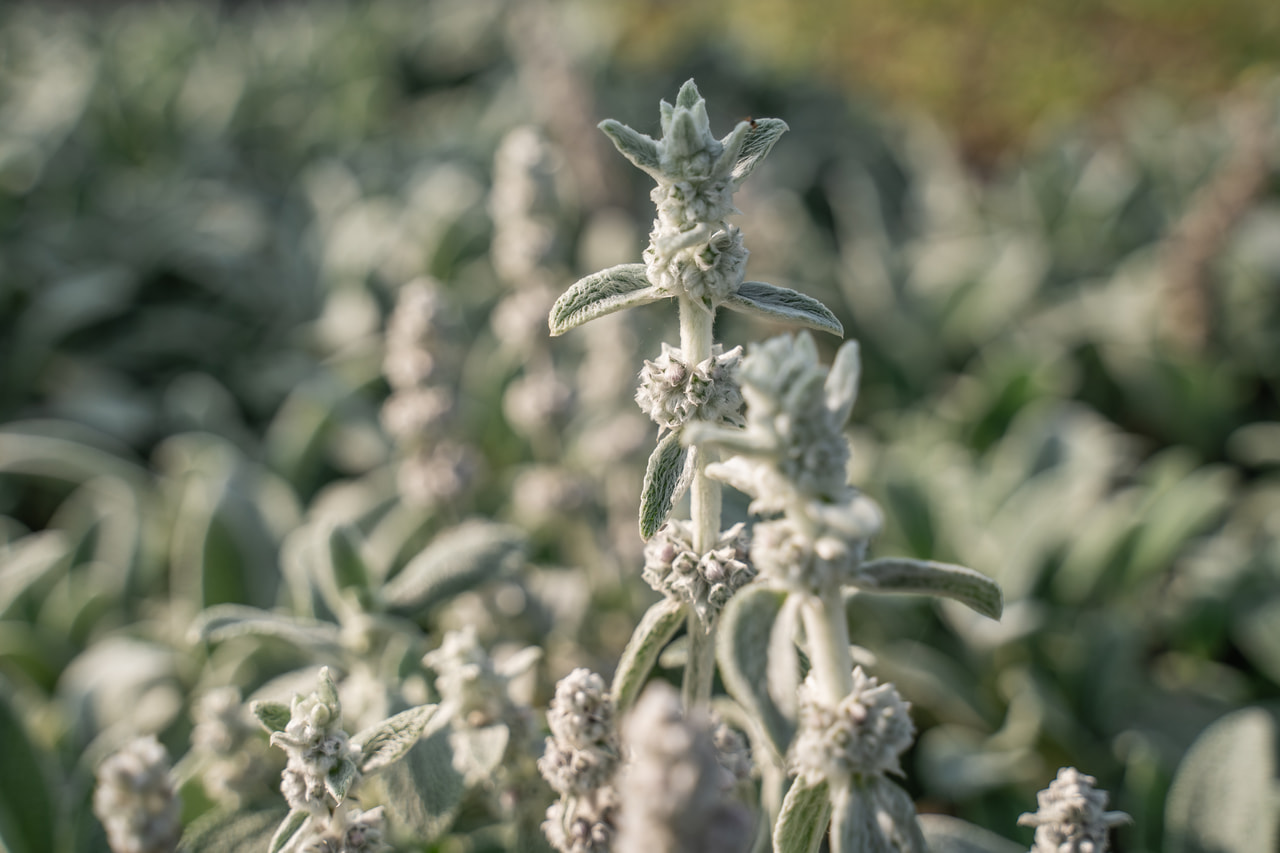 Nukkapähkämö Silver Carpet, Loukykvět