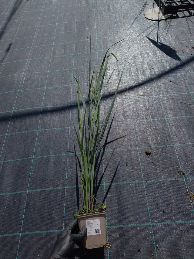 Lännenhirssi Northwind - 11. 9. 2025