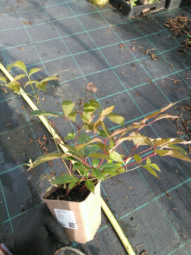 Jaloangervo Erika - 31. 10. 2025