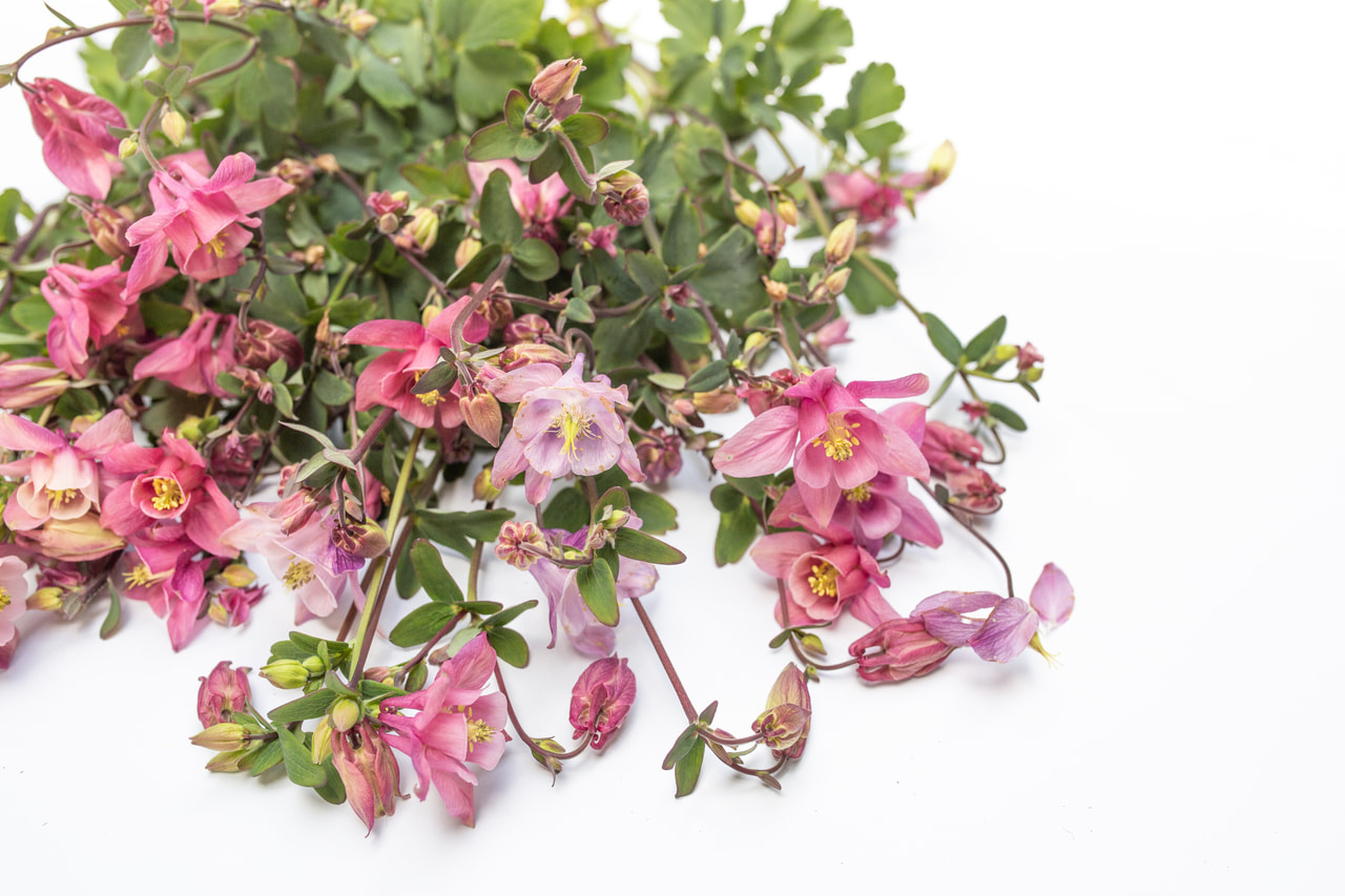 Aguileña Heidi, Loukykvět