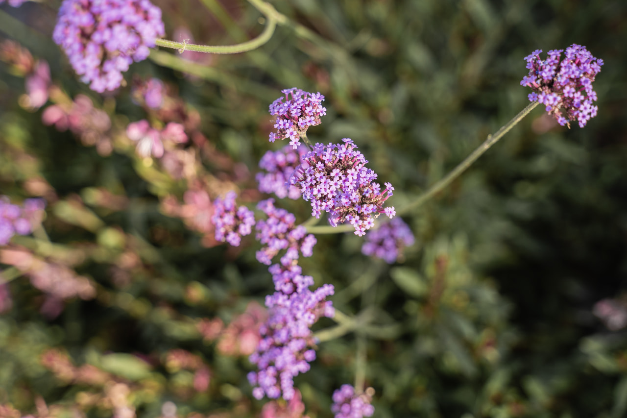 Verbena Vanity, Loukykvět