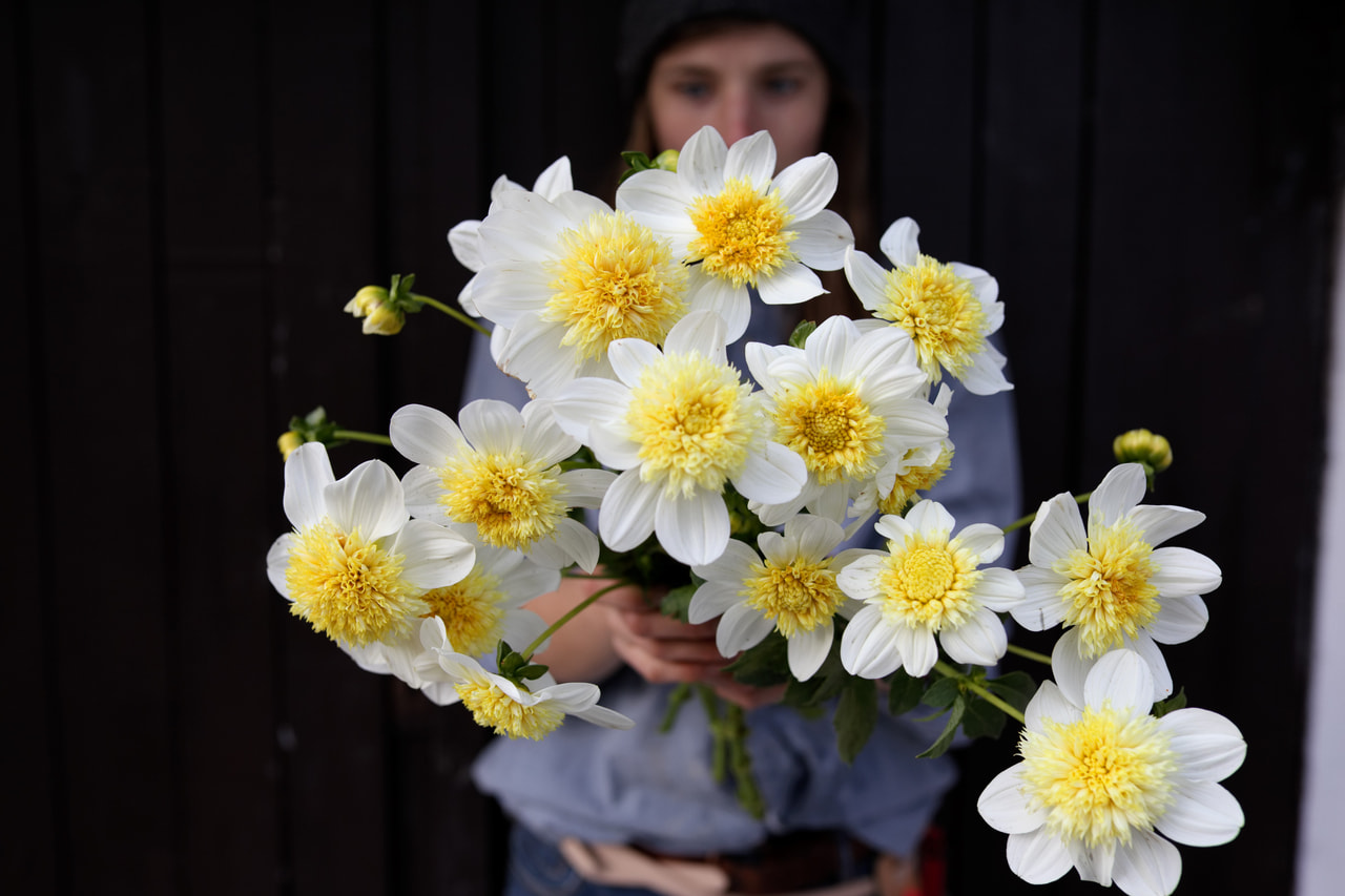 Daalia Platinum Blonde, Loukykvět