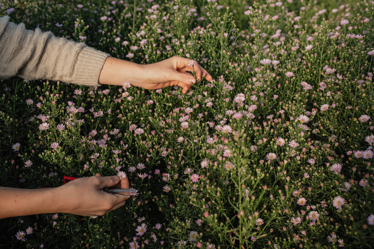 Asteri Claudia, Loukykvět