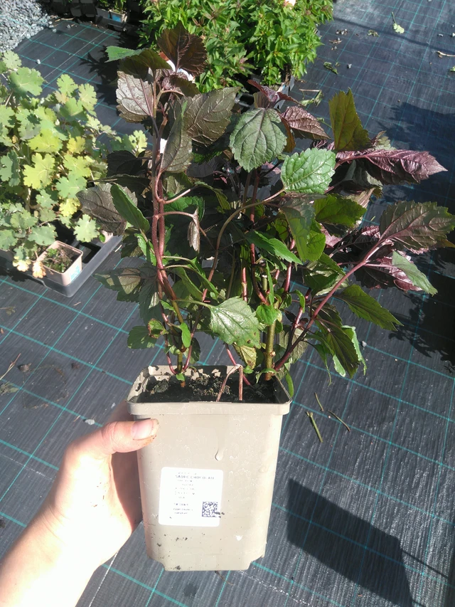 Punalatva Chocolate - 11. 7. 2025