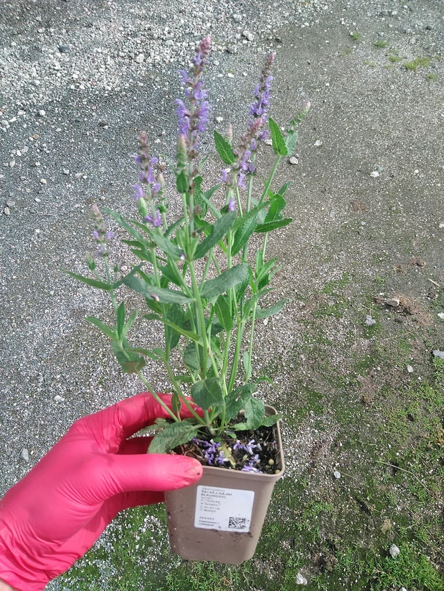 Salvia nemorosa Blauhügel - 29. 7. 2025