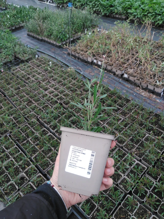 Prachtkaars Siskiyou Pink - 2024