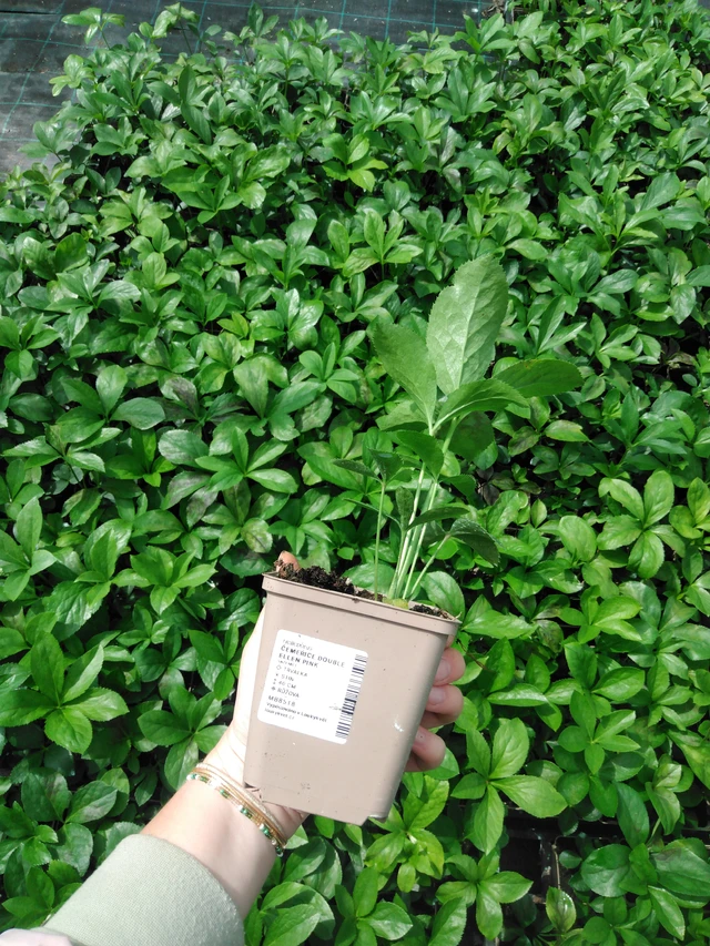 Jouluruusu Double Ellen Pink - 2024