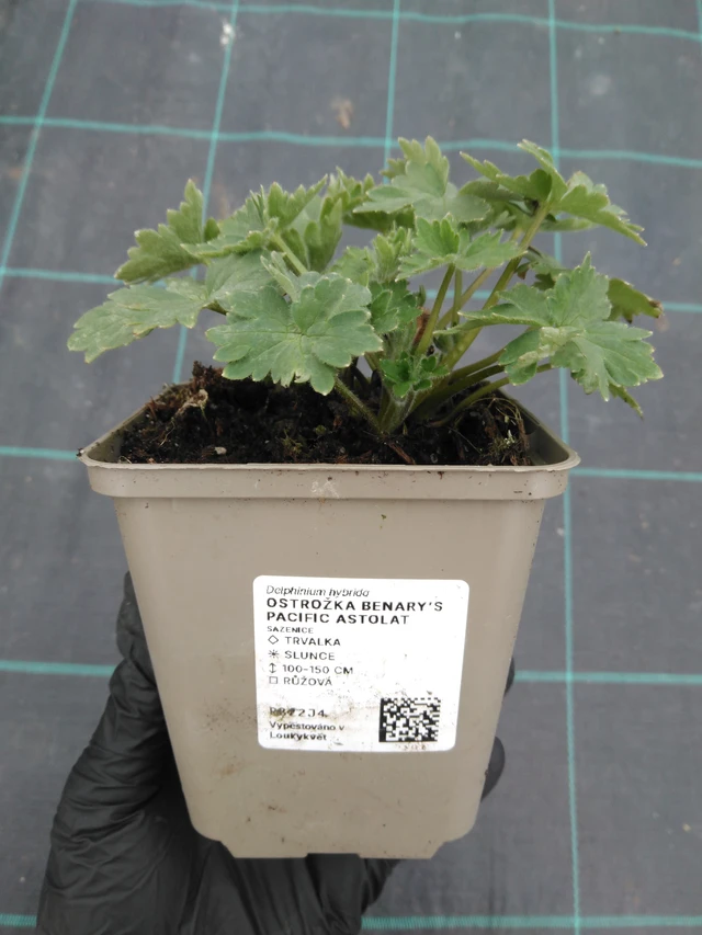 Ritarinkannus Benary’s Pacific Astolat - 1. 4. 2026